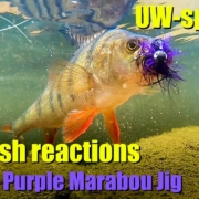 Black-and-Purple-Marabou-Jig-UW-special-real-honest-fish-reactions