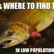 How-amp-Where-To-Find-Trout-In-A-Low-Population-Trout-Stream-Cutthroat-Trout-Fly-Fishing-in-Alberta