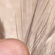 Where-to-Find-Tailing-Hackle-Fibers