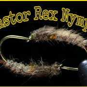 Castor-Rex-Nymph