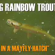 Fly-Fishing-Moments-A-Rising-Rainbow-Trout-amp-Blue-Winged-Olives-amp-Flying-Ants