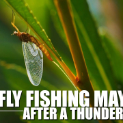 Mayflies-After-the-Storm-Dry-Fly-Fishing-Mayflies-for-Rainbow-Trout-After-a-Thunderstorm