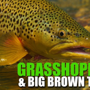 How-To-Locate-Brown-Trout-in-Summer-Drought.-Fly-Fishing-Grasshoppers-for-Big-Brown-Trout