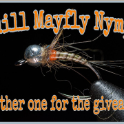 Quill-Mayfly-Nymph