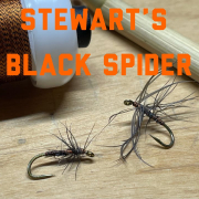 Stewarts-Black-Spider
