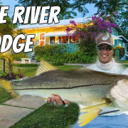 Belize-River-Lodge-HUGE-Snook-Minutes-From-The-Airport
