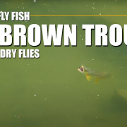 BIG-BROWN-TROUT-on-DRY-FLIES-Sight-Fishing-Big-Brown-Trout-on-a-Large-River-with-Dry-Flies