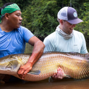 HUGE-Arapaima-Hooked-Fly-Fishing-in-The-Amazon