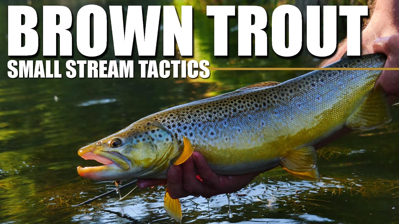 Small-Stream-Tactics-for-Brown-Trout-Locating-and-Fly-Fishing-Brown-Trout-in-Tight-Spots