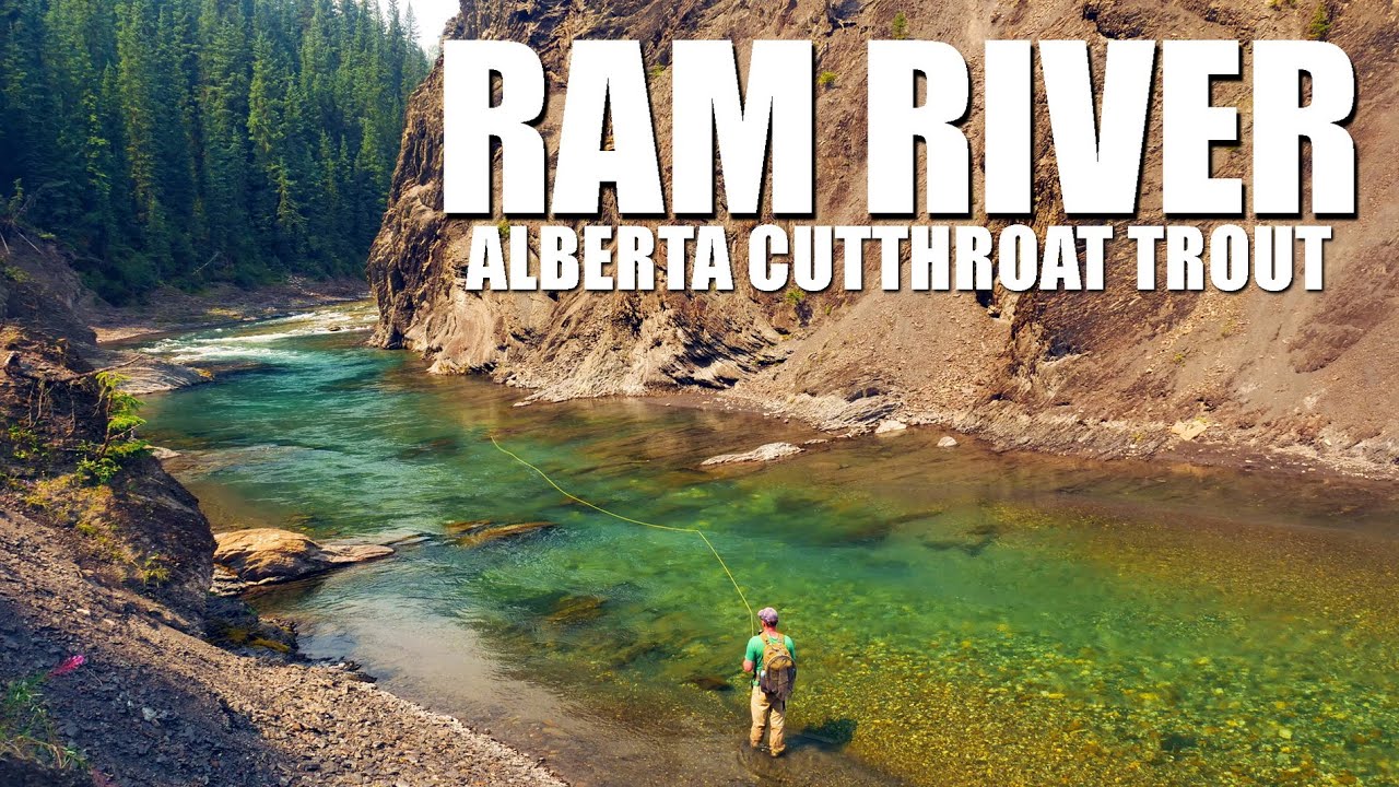 Fly-Fishing-Alberta39s-Ram-River-Canyon-for-Cutthroat-Trout-Multiple-Fly-Fishing-Tactics
