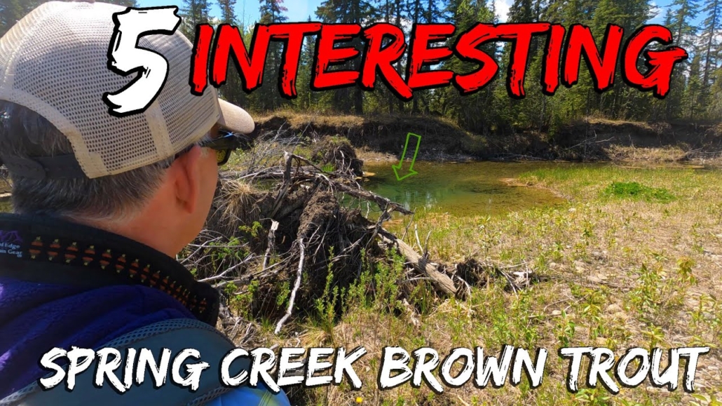 5-interesting-tiny-spring-creek-brown-trout-Breaking-Down-Specific-Brown-Trout-Tactics