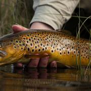 End of the dry fly season