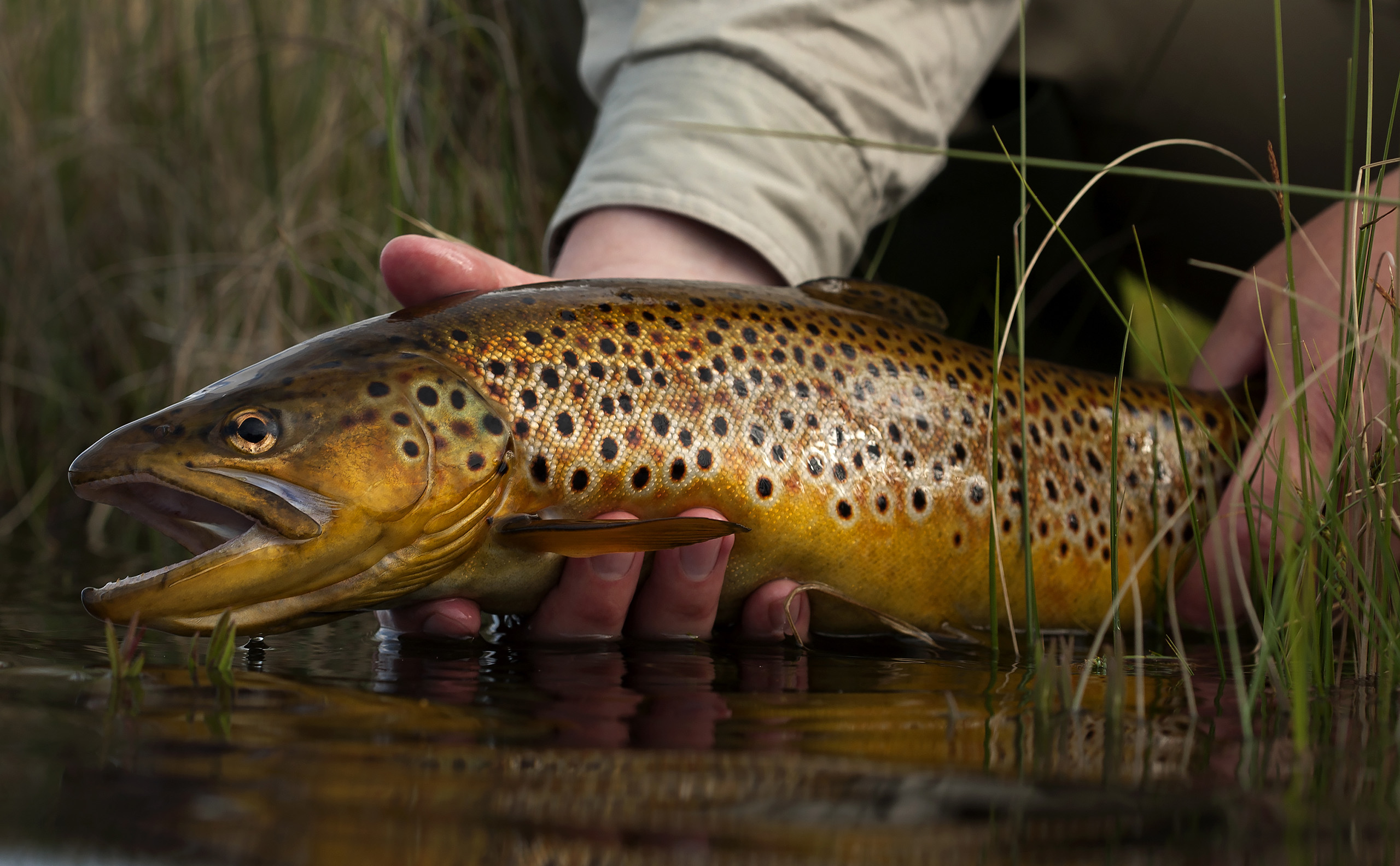 End of the dry fly season