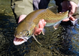 Arroyo-Verde-Lodge-Fly-Fishing-for-Trophy-Trout-amp-Salmon-in-Argentina