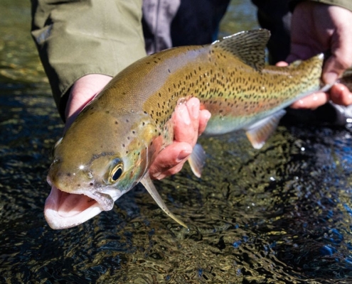 Arroyo-Verde-Lodge-Fly-Fishing-for-Trophy-Trout-amp-Salmon-in-Argentina