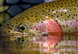 Hopper-Season-Fly-Fishing-for-Trout-on-the-Williamson-River