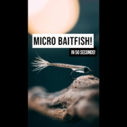 Micro-Fry-Baitfish-shorts