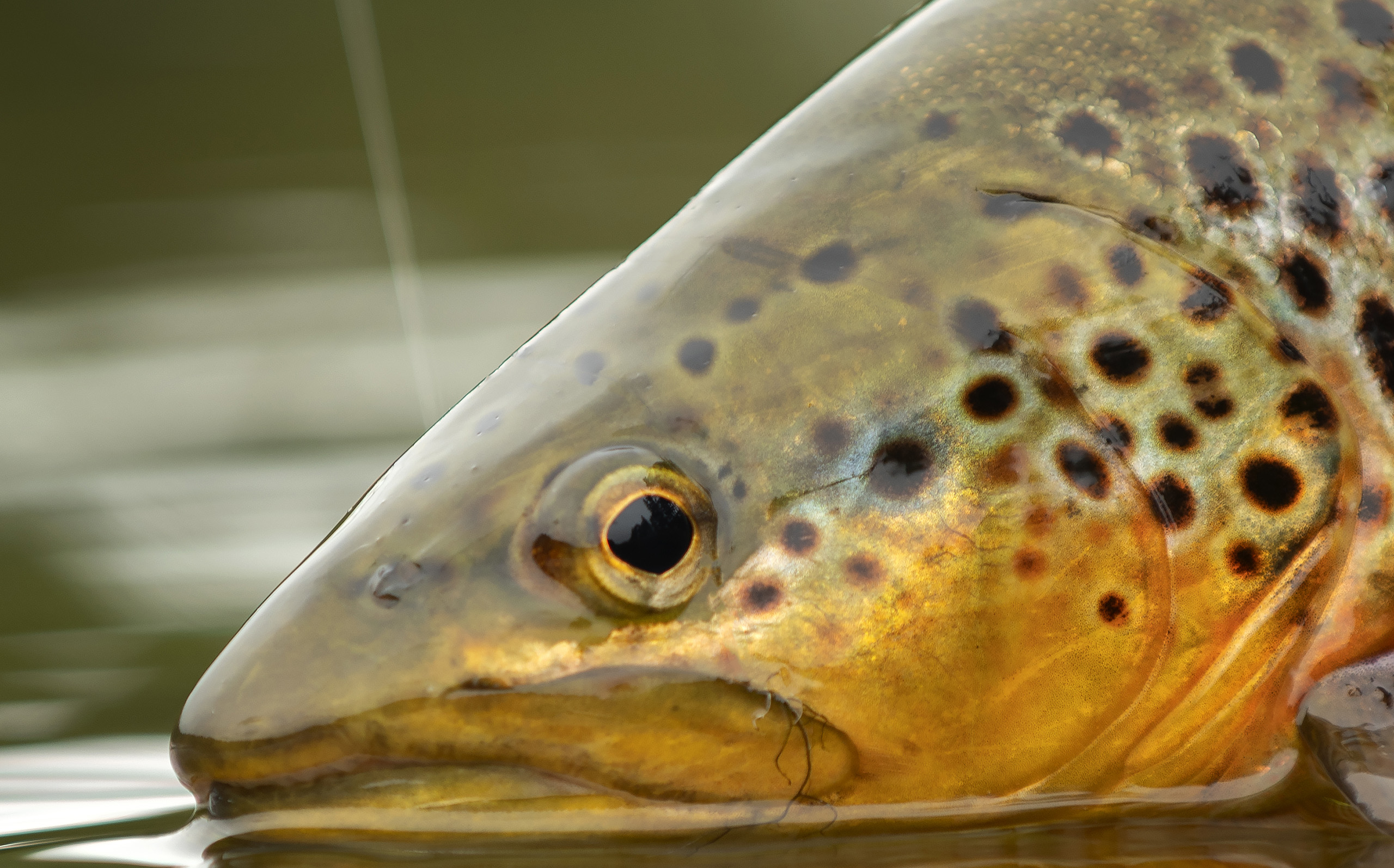 Matuka Flies - Trout from Rena River, Norway