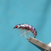 Fly-Tying-The-Duracell-Shrimp-AP-Fly-Tying