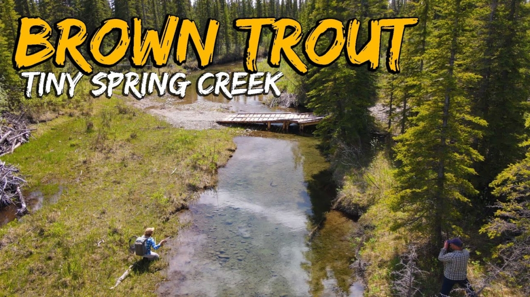 quotInches-and-Anglesquot-BIG-BROWN-TROUT-in-a-TINY-SPRING-CREEK-Fly-Fishing-Brown-Trout
