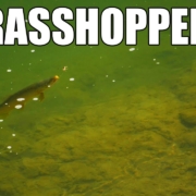 Grasshoppers-on-the-Side-Fly-Fishing-BIG-Grasshoppers-for-Big-Brown-Trout