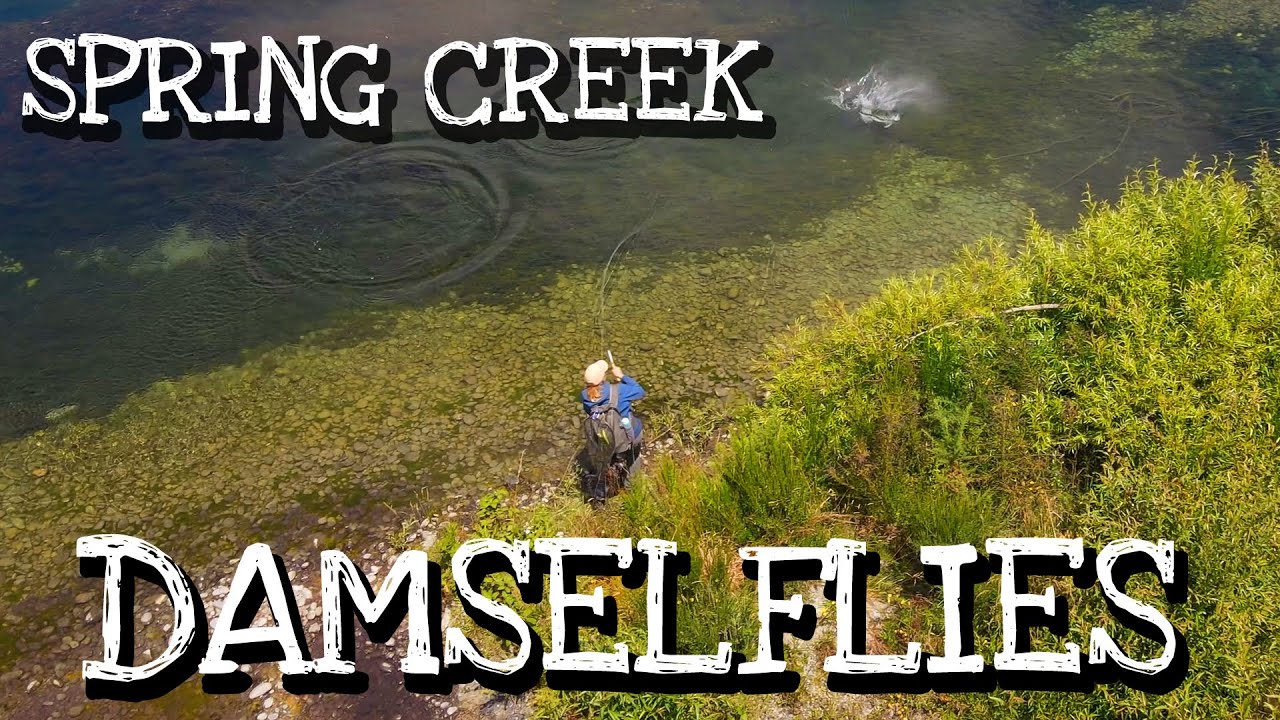 Spring-Creek-Damselfly-Hatch-Cruising-amp-Searching-Rainbow-amp-Brown-Trout-Fly-Fishing