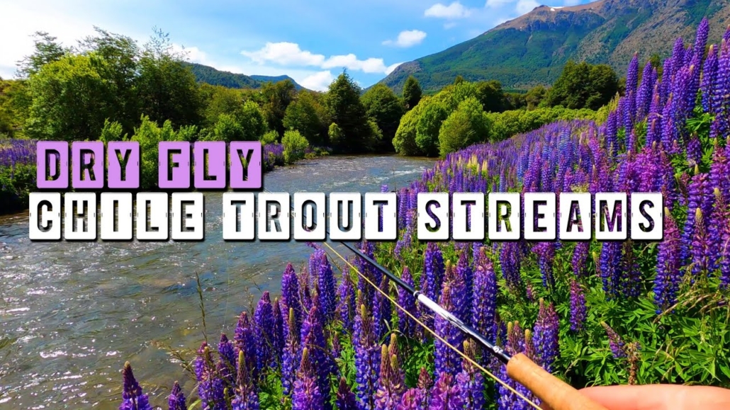 Dry-Fly-Fishing-Chile39s-Beautiful-Trout-Streams-HUGE-Brown-Trout-at-the-End