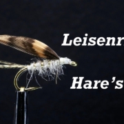 Leisenrings-Hares-Ear