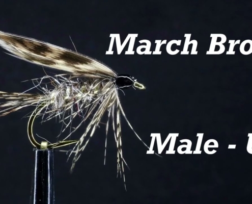 March-Brown-Male-UK-Bergman
